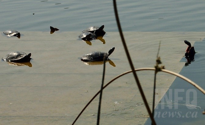 Many other turtles enjoy the safety of sunning surrounded by water.