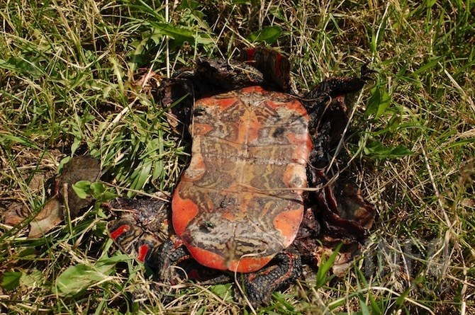 The bright red undershell is typical of the Western Painted Turtle. Unfortunately, this one is dead.