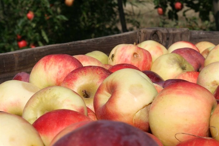 Sales of the 2020 Okanagan apple crop are getting off to a disastrous start as growers are being offered 12 cents a pound against production costs of 30 to 35 cents per pound.