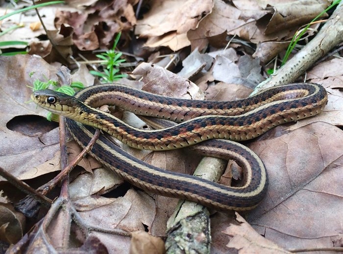 Common Garter Snake, ironically not that common.