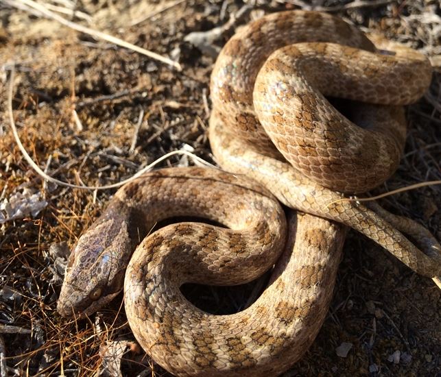 Hot weather is waking B.C. snakes from their slumber. Here's how to  identify them