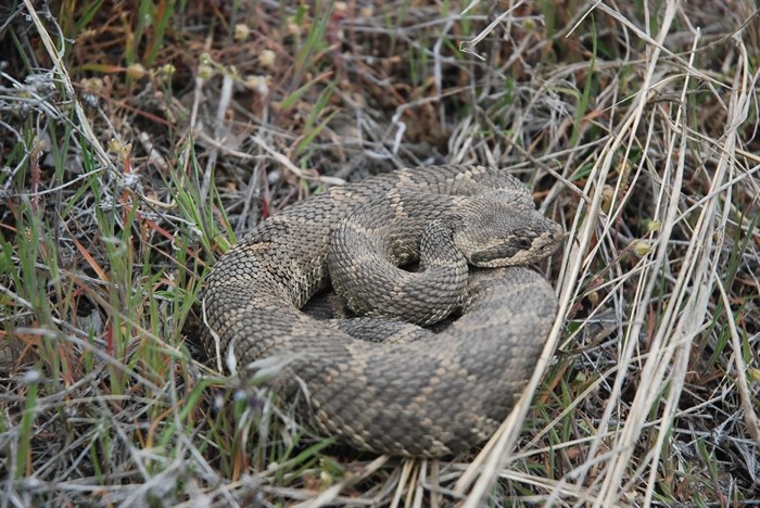 Western rattlesnake.