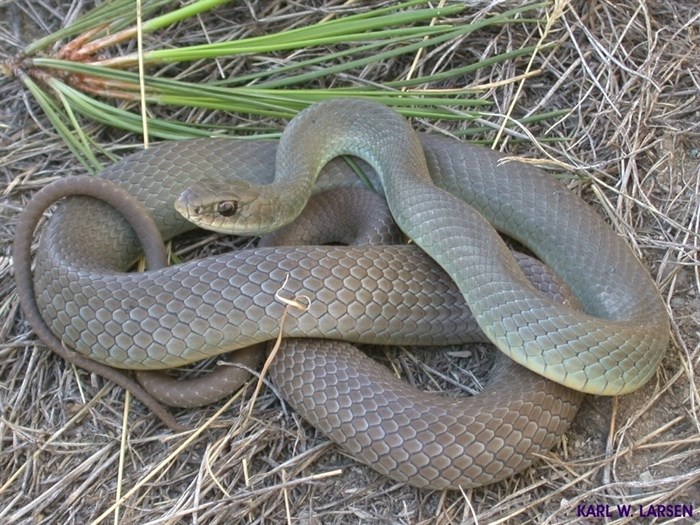 Western yellow bellied racer snake