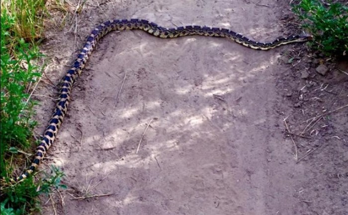 Great basin gopher snake.