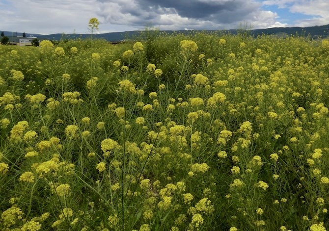 Wild mustard is another noxious weed.