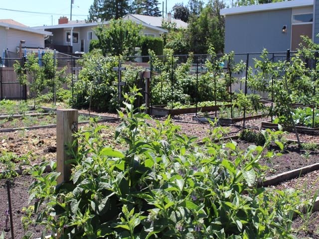 The garden was planted ahead of the grand opening, and is now flourishing and ready to feed visitors.