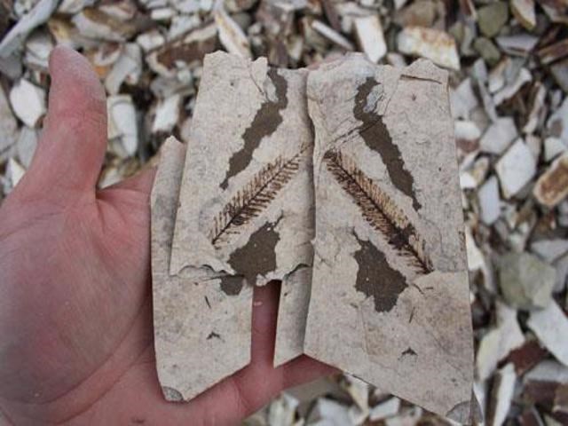 Feathers, leaves, fish, and many more specimens have been found in McAbee Fossil Beds.
