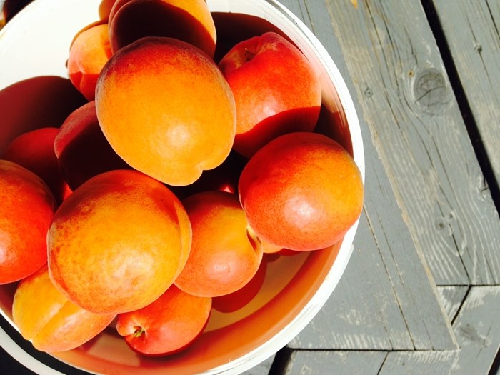 Apricot season is upon us