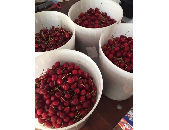 iNwine Bing cherries ripe and ready in Kamloops iNFOnews Thompson