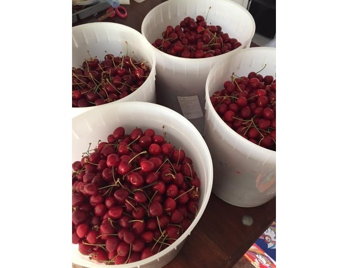 These bing cherries are being sold through the Westsyde Facebook group. There's many local growers to choose from on various community groups.