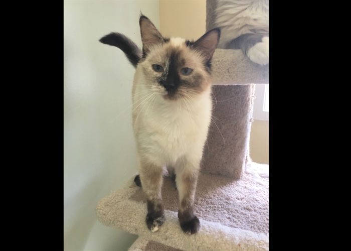 Looking For Forever Home Vernon SPCA Pet Of The Week INFOnews Thompson Okanagan s News Source