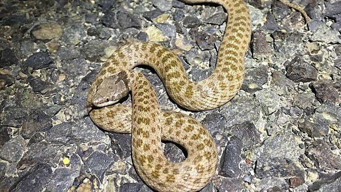 How A National Park Reserve In South Okanagan Provides Extra Protection