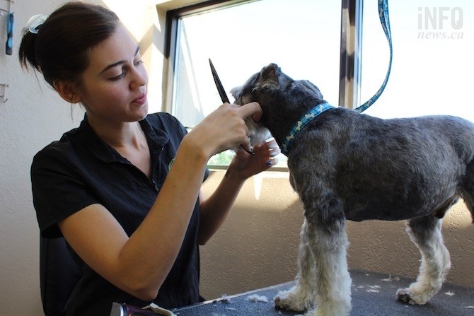 Robinson is seen trimming a dog at her dog salon on Tuesday, July 9, 2019.