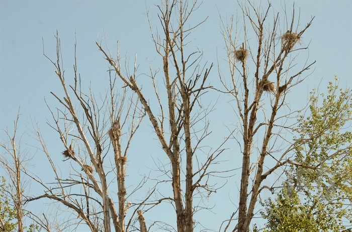 Great blue herons nests sit high in the treetops.