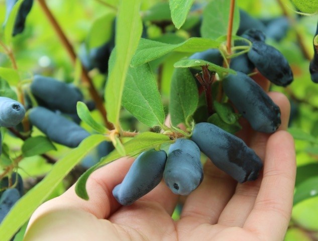 Haskap berries are going to be a key ingredient in some BC brews