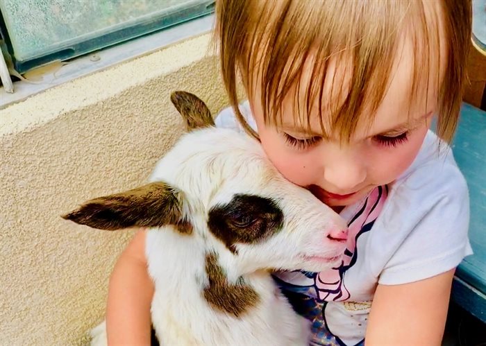 Little Arya Baessler nurses her new little friend Susie Sheep. 