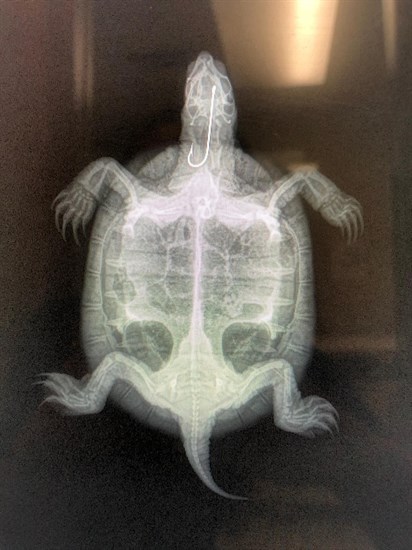 An X-ray of a turtle found at Shannon Lake. 