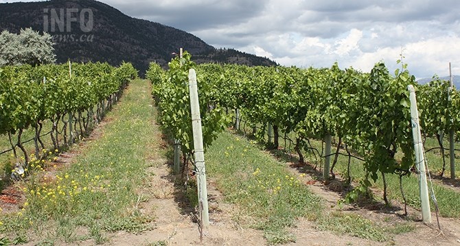 A number of Okanagan grape growers experienced vine damage from the cold temperatures this past winter and spring.