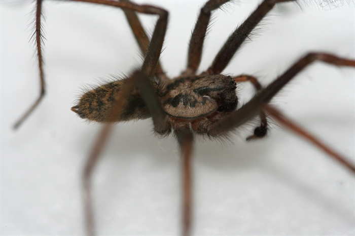 The shy, the venomous, and the mythical: 6 spiders of the Thompson ...