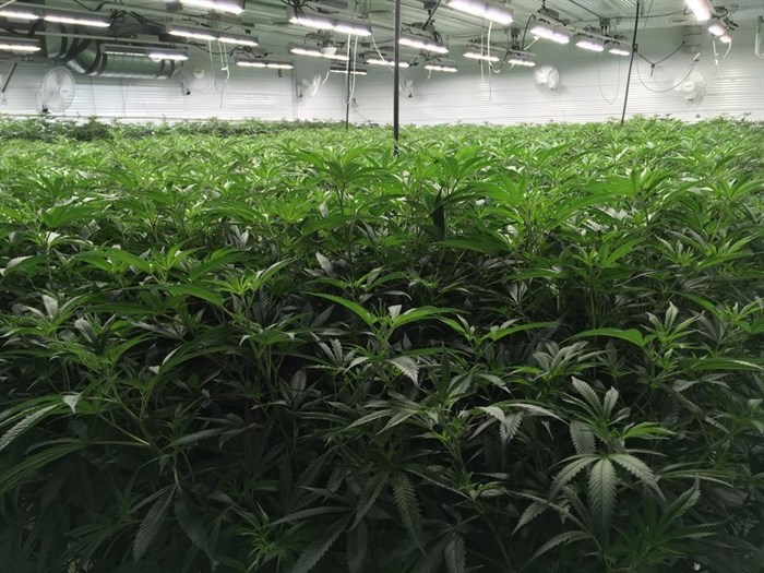 Inside GTEC's cannabis cultivation facility in Alberta.