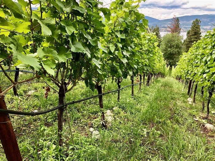 The steep hillside Pinot Noir vineyard is producing beautiful wine