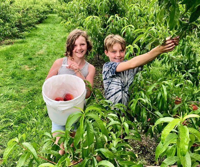 Visitors from Winnipeg, Ava & Finn Hildebrand enjoying the u-pick peaches option at the farm