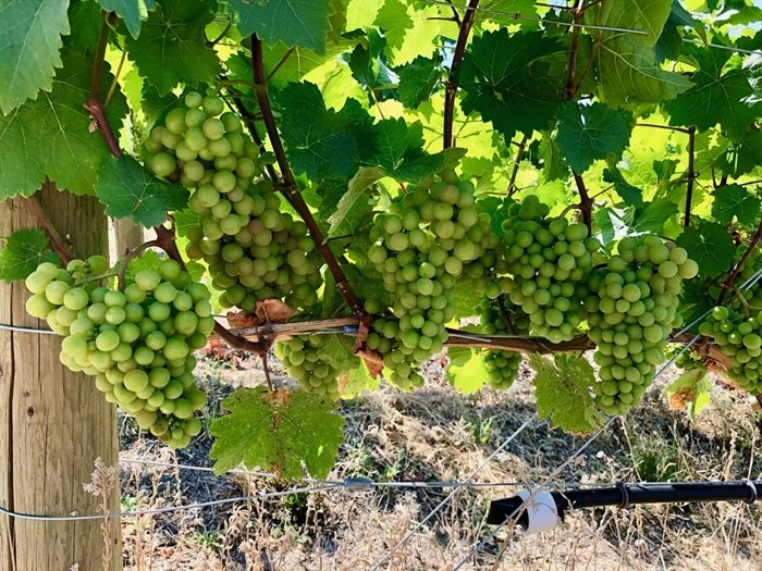 Siegerrebe in the vineyard - just hitting veraison