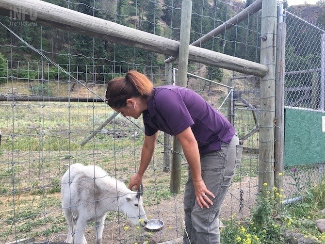 Animal care supervisor Tracy Reynolds pets mountain goat Gustav on Thursday, Aug. 1, 2019.