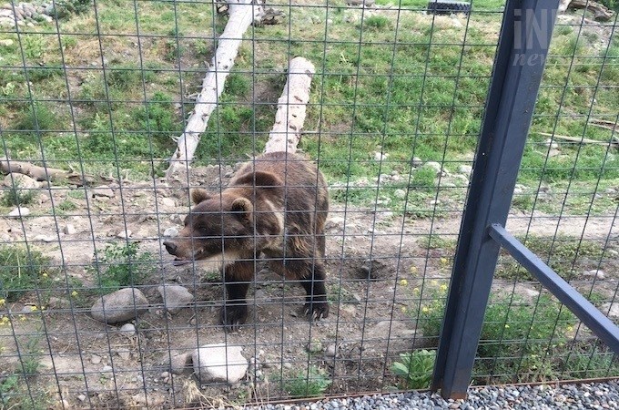 One of the bears at the B.C. Wildlife Park on Thursday, Aug.1, 2019.
