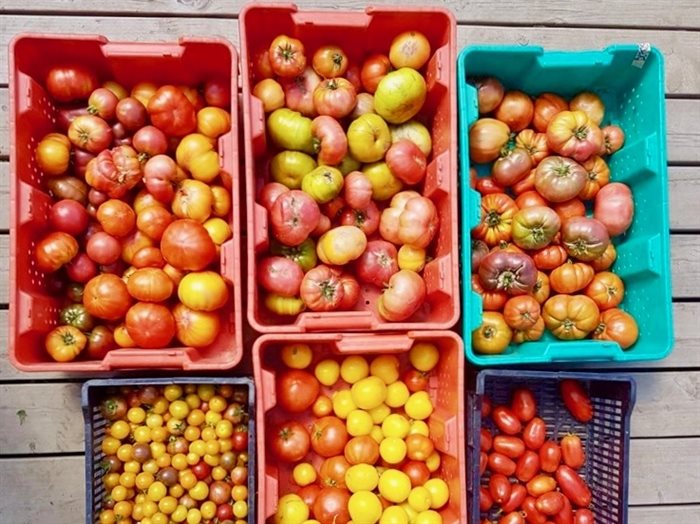 Tomato bounty from Unearthed Farms
