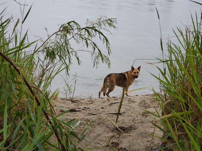 This dog is in his birthday suit at the Mission Flats nature park. The area is also a clothing optional beach.