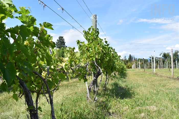 The regional district board agreed to look into the feasibility of establishing a twinning agreement with a wine region in France at yesterday's board meeting, Sept. 6, 2019.