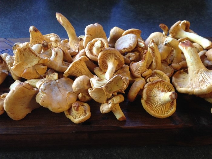 Delicious chanterelle mushrooms are one of autumns most delicious gourmet treats