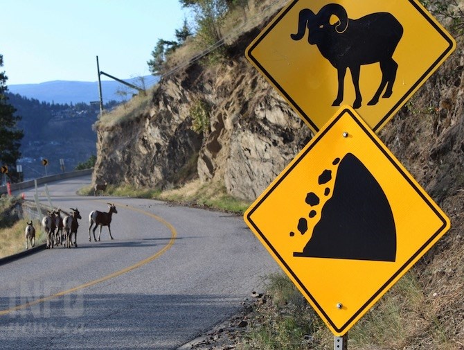These California bighorn sheep liked the area near the warning sign on Westside Road near Kelowna between Traders Cove and Lake Okanagan Resort.