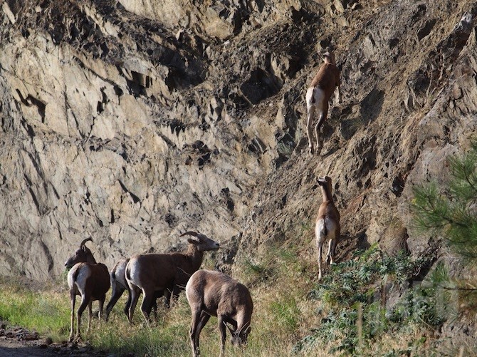 Some of the bighorn sheep along Westside Road near Kelowna sort of did what they are expected to do, and started climbing a cliff.