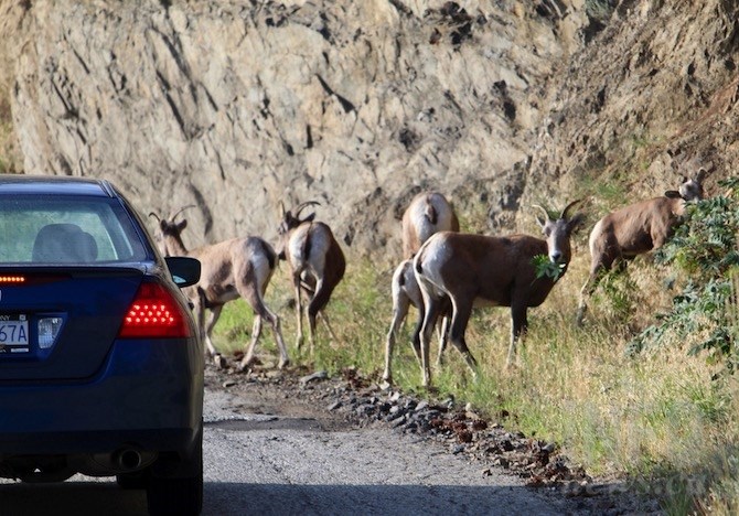 Vehicles don't seem to disturb these California bighorn sheep along Westside Road near Kelowna.