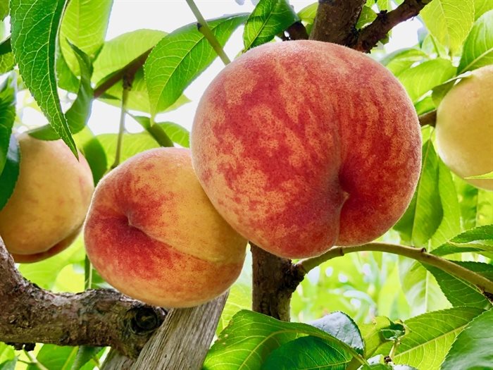 Beautiful Okanagan peaches are legendary 