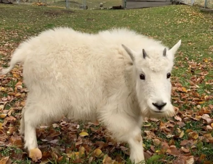 lightning 4 goat