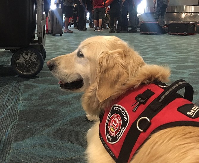 Sammy the search and rescue dog waiting for his flight to the Bahamas.