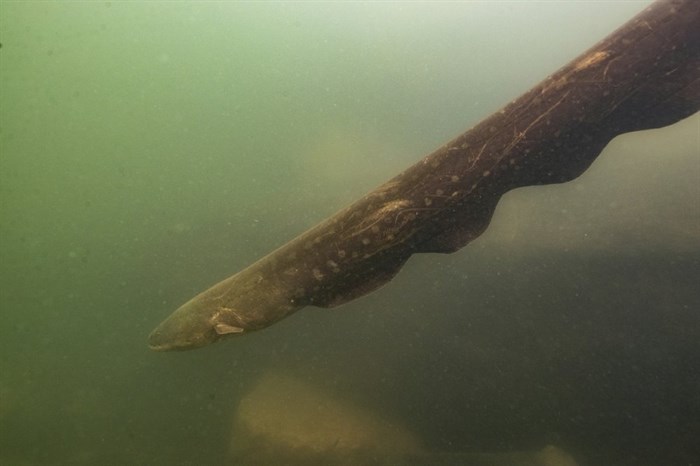 This undated photo provided by researchers in September 2019 shows an Electrophorus voltai, one of the two newly discovered electric eel species, in Brazil's Xingu River. While 250 species of fish in South America generate electricity, only electric eels use it to stun prey and for self-protection.