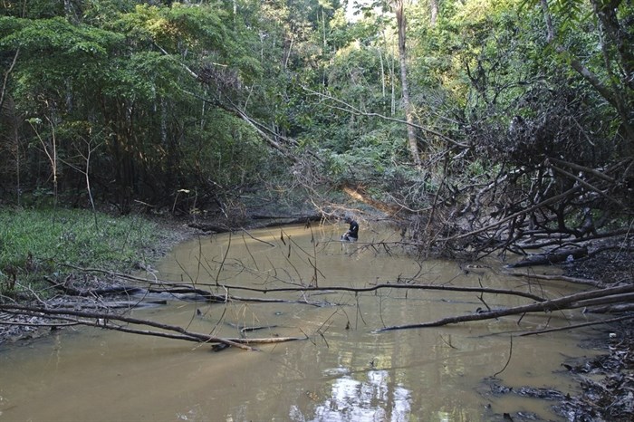 This undated photo provided by researchers in September 2019 shows typical electric eel lowland habitat in Brazil's Itaquai River. A newly discovered electric eel, Electrophorus varii, primarily lives in lowland regions of the Amazon. 