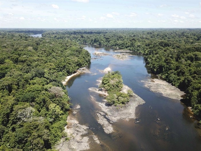 This undated photo provided by researchers in September 2019 shows typical electric eel highland habitat in Suriname's Coppename River. Two newly discovered electric eel species, Electrophorus electricus and E. voltai, live in the highland regions of the Amazon. 