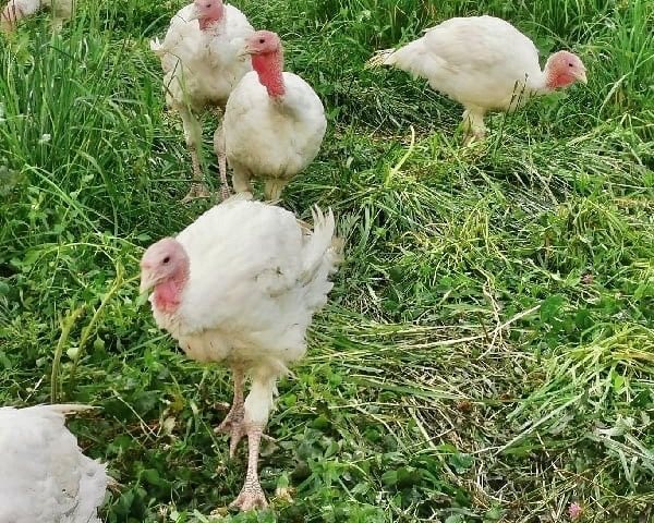 Happy turkeys raised at Fresh Valley Farms