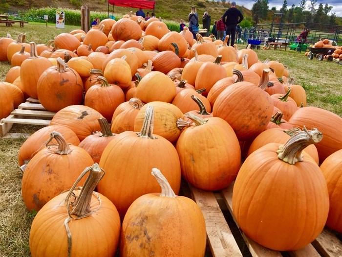 Pumpkins galore at MacMillan Farms