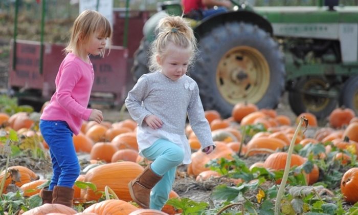 Kids love picking their own pumpkins from the patch at Davison Orchards