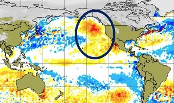 This image shows The Blob in 2014 when a warm patch of water caused changes to the weather on the Noth American coast.