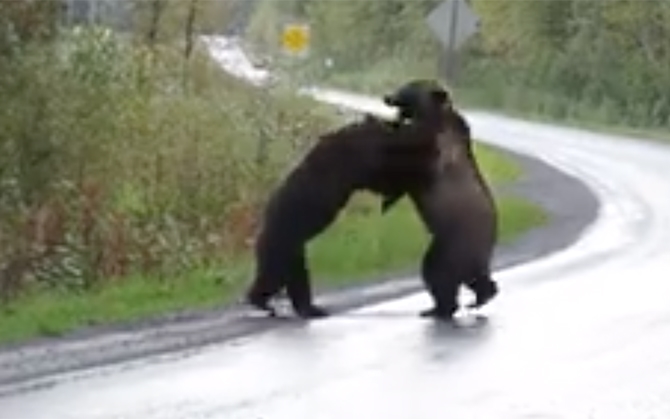 Footage Of Grizzly Bear Fight On B C Highway Goes Viral Infonews Thompson Okanagan S News
