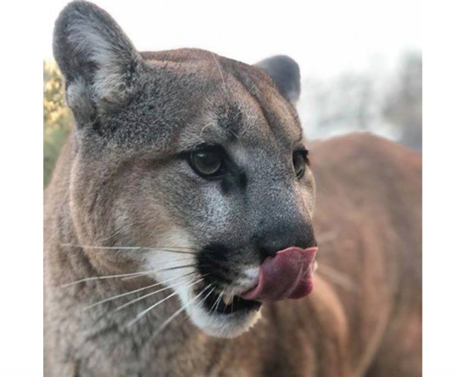 One of the cougars at the B.C. Wildlife Park has a particular fondness of poultry spice.