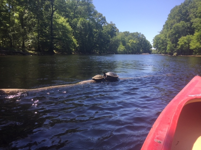 Columnist Don Thompson kayaking on the Sante Fe River in Florida. The 75-mile long river has 60 artesian springs, more than any river in the world.
