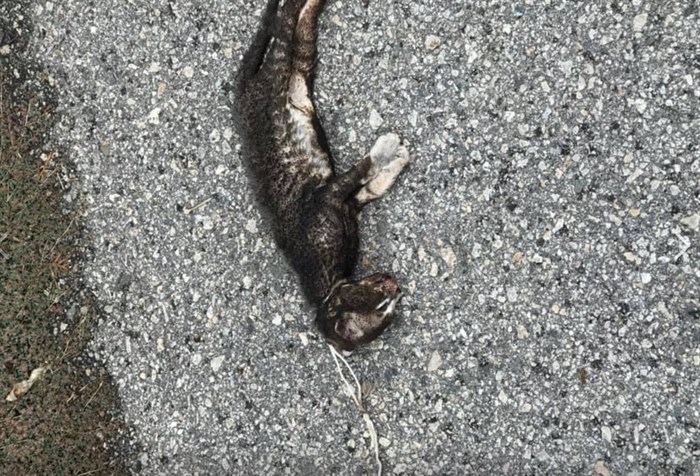 A dead kitten with a string tied around its neck was discovered in a Kelowna alley, Monday, Sept. 23, 2019.